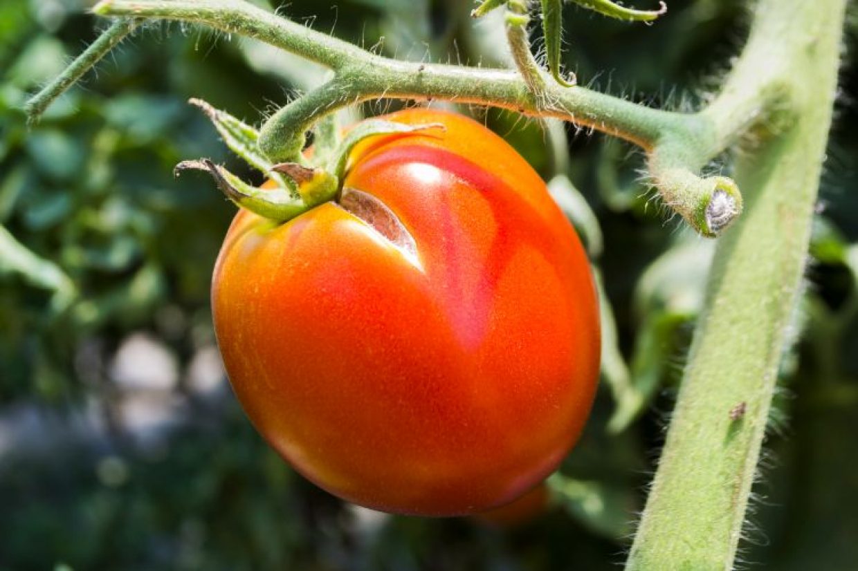 Roșia, „fructul” iubirii